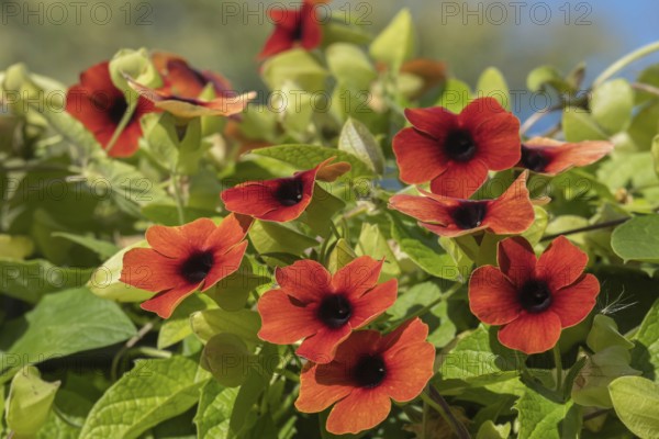 Schwarzäugige Susanne (Thunbergia alata), Münsterland, Nordrhein-Westfalen, Deutschland