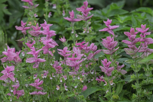 Buntschopf-Salbei oder Schopf-Salbei (Salvia viridis, Salvia horminum), Nordrhein-Westfalen, Deutschland