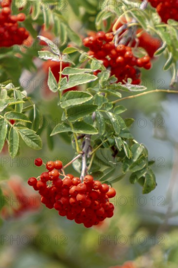 Früchte der Eberesche, Pfalz, Rheinland-Pfalz, Deutschland