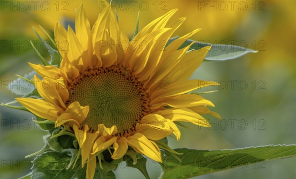 Sonnenblume, Pfalz, Rheinland-Pfalz, Deutschland