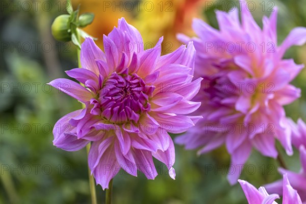 Zwei große pink-violette Dahlien blühen im Garten vor grünem Hintergrund, Münsterland, Nordrhein-Westfalen, Deutschland