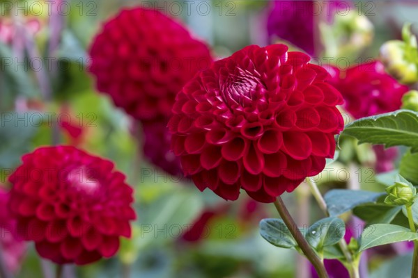 Dahlien (Dahlia), Münsterland, Nordrhein-Westfalen, Deutschland