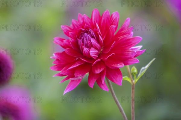Dahlie (Dahlia), Münsterland, Nordrhein-Westfalen, Deutschland