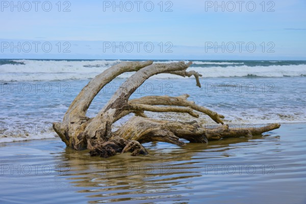 Still liegendes Treibholz an der Küste mit Wellen und Horizont im Hintergrund, Kaka Point, Clutha District, Otago, Südinsel, Neuseeland