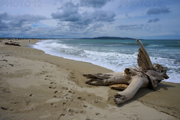 Strand mit Treibholz und Fußspuren, unberührte Küste und bewölkte Atmosphäre, Kaka Point, Clutha District, Otago, Südinsel, Neuseeland