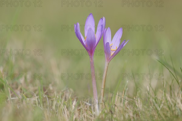 Autumn crocus (Colchicum autumnale), autumn crocus (Colchica) flowering in meadow, wet meadow, autumn messenger, season, autumn, bulbous plant, poisonous, poison, in a natural environment in the wild, Siegerland, North Rhine-Westphalia, Germany