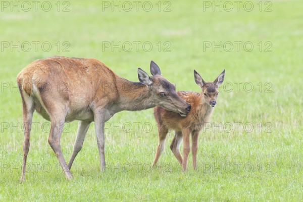 Adult red deer cow (Cervus elaphus) with calf standing in a meadow, licking fur from calf, wildlife, mammal, Forsthaus Hohenroth am Rothaarsteig, Siegen-Wittgenstein, North Rhine-Westphalia, Germany
