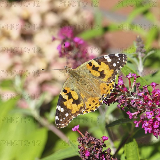 Distelfalter (Vanessa cardui) auf einer Blüte des Sommerflieders (Buddleja davidii), Wilnsdorf, Nordrhein-Westfalen, Deutschland