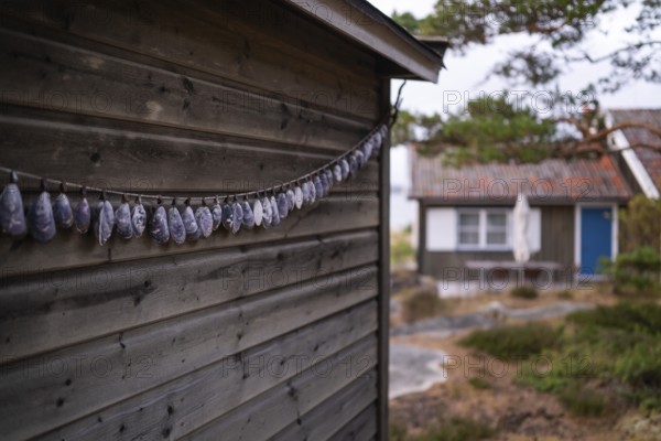 Shell necklace on a wooden wall, Resö Island, Bohuslän, Skagerrak, Sotenäs, Västra Götalands län, Sweden