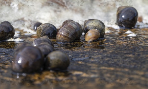 Sea snails on a rock being washed over by the surf, Resö Island, Bohuslän, Skagerrak, Sotenäs, Västra Götalands län, Sweden