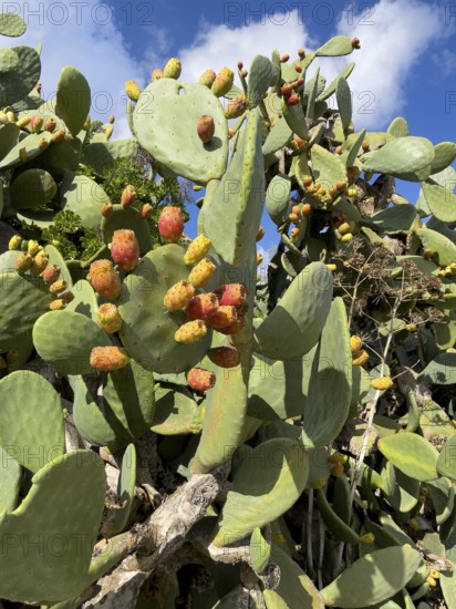 Prickly pear cactus (Opuntia ficus) Opuntia with orange-coloured prickly pear flowers. Gozo, Malta
