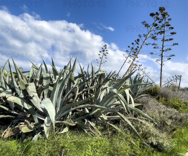 Large agaves (Agave americana), Malta