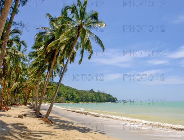Palm beach with coconut palms (Cocos nucifera) on Phuket Island, Thailand
