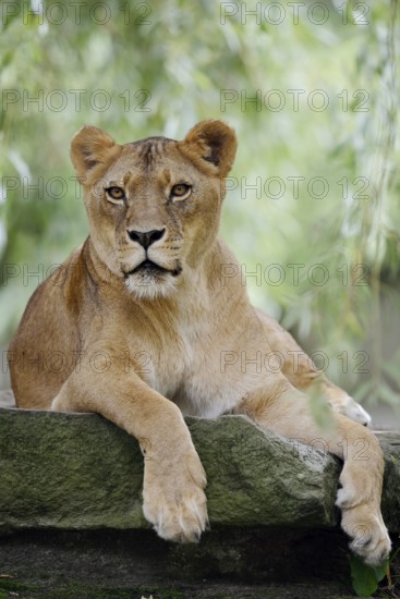 African lion (Panthera leo), female, captive, occurring in Africa