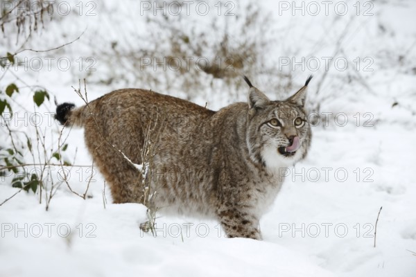Eurasian lynx (Lynx lynx) in winter, captive, Germany