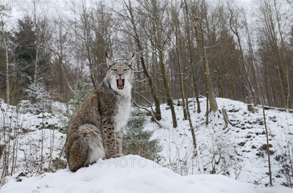 Eurasian lynx (Lynx lynx) sitting on a snowy hill and yawning, winter, captive, Germany
