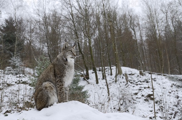 Eurasian lynx (Lynx lynx) sitting on a snowy hill, winter, captive, Germany