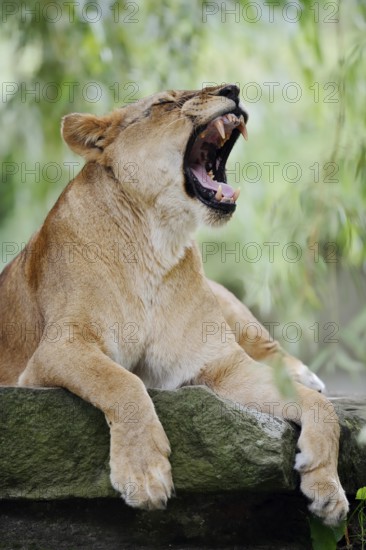 African lion (Panthera leo), yawning female, captive, occurrence in Africa