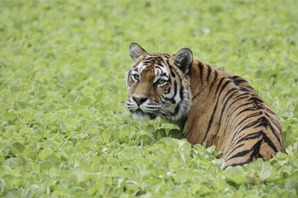 Siberian tiger (Panthera tigris altaica) in a pond with water lettuce (Pistia stratiotes), captive, native to Asia