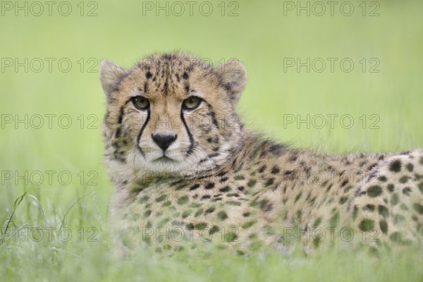 Cheetah (Acinonyx jubatus), captive, occurring in Africa