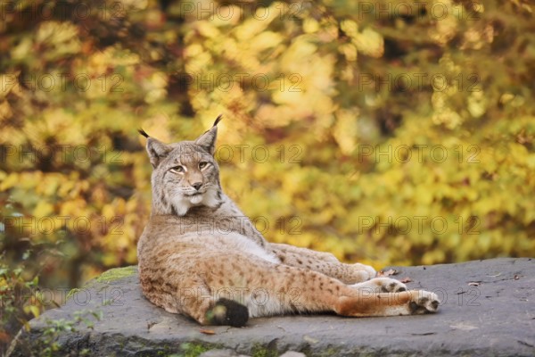 Eurasian lynx (Lynx lynx) lying on a stone in autumn, captive, Germany