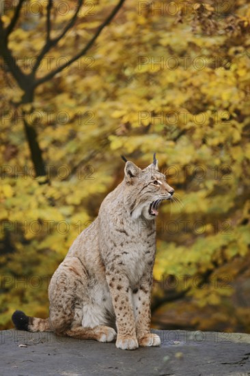 Eurasian lynx (Lynx lynx) sitting on a stone and yawning in autumn, captive, Germany