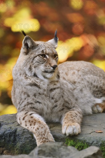 Eurasian lynx (Lynx lynx) lying on a stone in autumn, captive, Germany