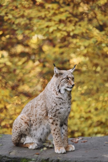 Eurasian lynx (Lynx lynx) sitting on a stone in autumn, captive, Germany