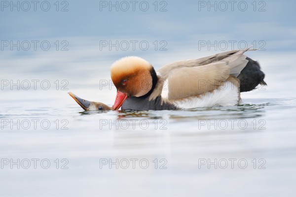 Red-crested pochard (Netta rufina), pair copulating, Lake Constance, Baden-Württemberg, Germany