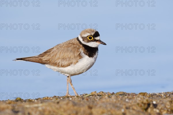 Little Ringed Plover (Charadrius dubius), North Rhine-Westphalia, Germany