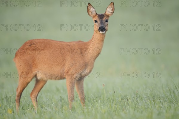 European roe deer (Capreolus capreolus), doe in a meadow, North Rhine-Westphalia, Germany