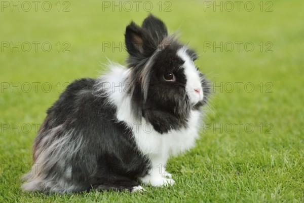 Lionhead rabbit (Oryctolagus cuniculus forma domestica) in a meadow, North Rhine-Westphalia, Germany