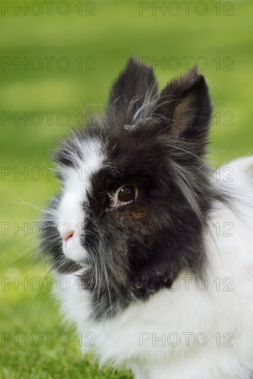 Lionhead rabbit (Oryctolagus cuniculus forma domestica) in a meadow, North Rhine-Westphalia, Germany