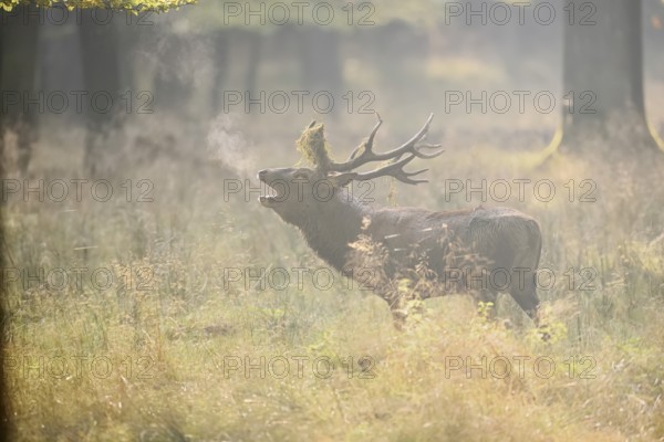 Red deer (Cervus elaphus) roaring in the rutting season, North Rhine-Westphalia, Germany