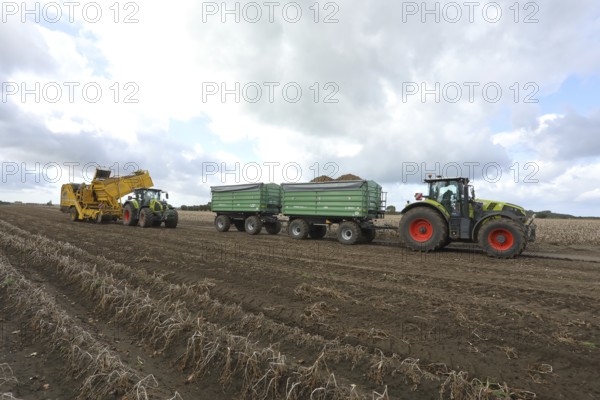 Agricultural harvesting of potatoes with potato harvester ROPA Keiler 2 in front of tractor Claas Axion 830, Claas tractor with two trailers, Baltic Sea island Fehmarn, East Holstein, Schleswig-Holstein, Germany