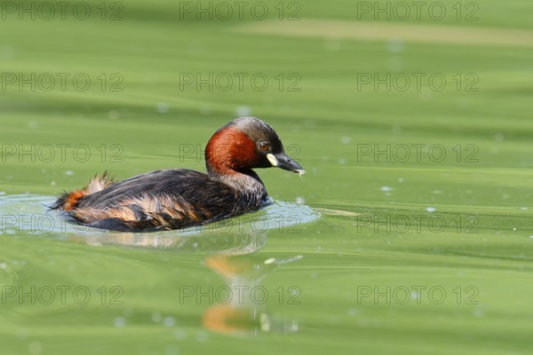 Little grebe (Tachybaptus ruficollis), North Rhine-Westphalia, Germany