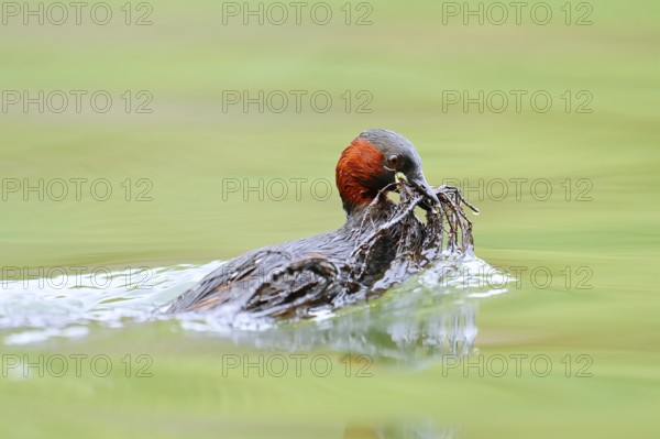 Little grebe (Tachybaptus ruficollis) swimming with nesting material in its beak, North Rhine-Westphalia, Germany