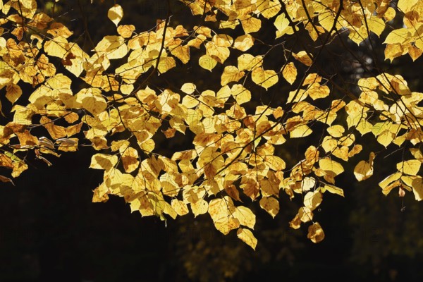 Summer lime (Tilia platyphyllos), leaves in autumn, North Rhine-Westphalia, Germany