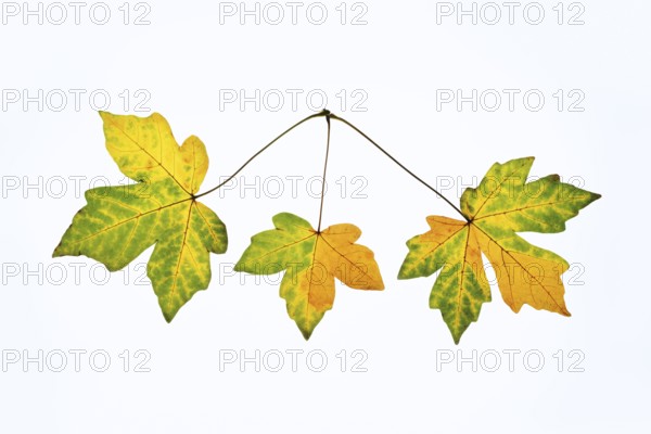 Sugar maple (Acer saccharum), leaves in autumn against a white background, North Rhine-Westphalia, Germany