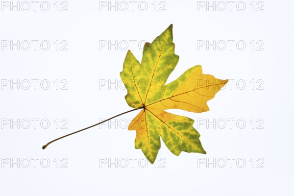 Sugar maple (Acer saccharum), leaf in autumn against a white background, North Rhine-Westphalia, Germany