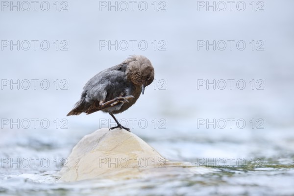 Grey White-throated Dipper (Cinclus mexicanus) standing on a rock in the water, Waterton Lakes National Park, Alberta, Canada