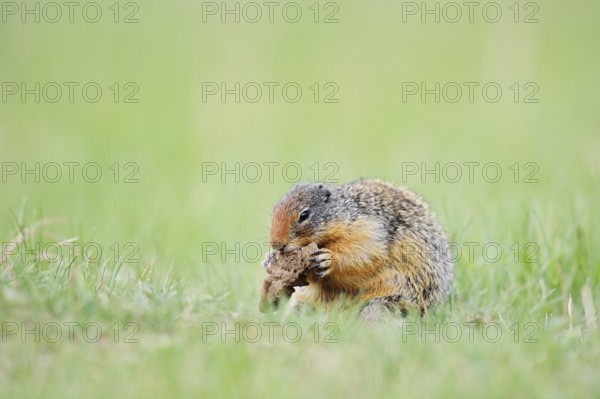 Columbia ground squirrel (Urocitellus columbianus, Spermophilus columbianus) feeding in a meadow, Jasper National Park, Alberta, Canada