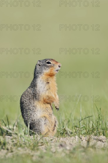 Columbia ground squirrel (Urocitellus columbianus, Spermophilus columbianus) standing upright in a meadow, Jasper National Park, Alberta, Canada