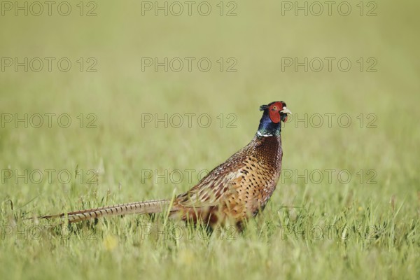Hunting pheasant (Phasianus colchicus), cock standing in a meadow, North Rhine-Westphalia, Germany