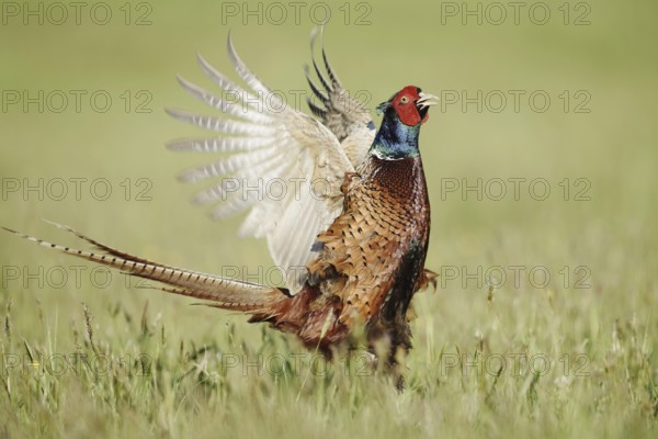 Hunting pheasant (Phasianus colchicus), cock mating in a meadow, North Rhine-Westphalia, Germany