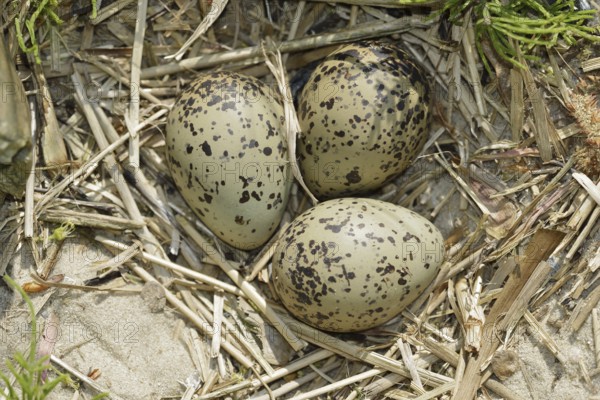 Oystercatcher (Haematopus ostralegus), clutch in nest, North Holland, Netherlands