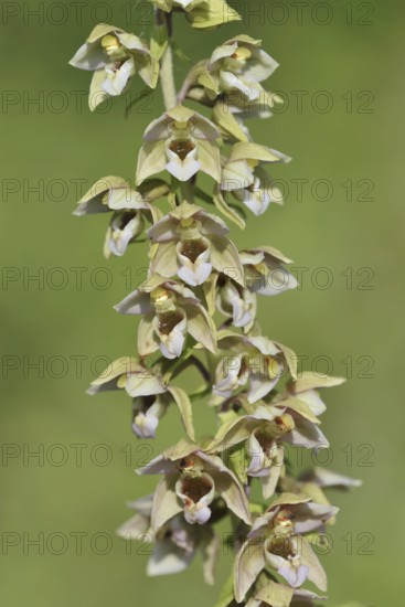 Broad-leaved helleborine or broad-leaved marsh orchid (Epipactis helleborine), inflorescence, North Rhine-Westphalia, Germany