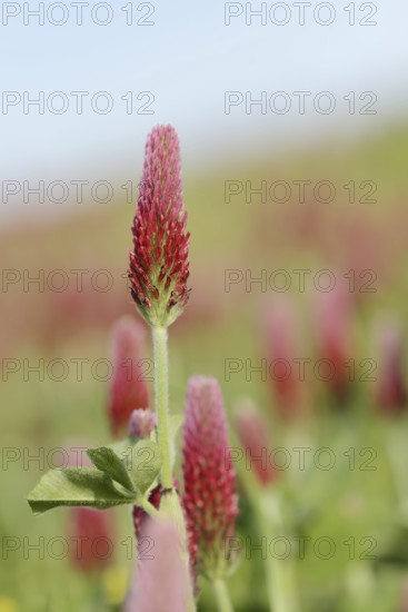 Purple clover or foxtail clover (Trifolium rubens), inflorescence, North Rhine-Westphalia, Germany