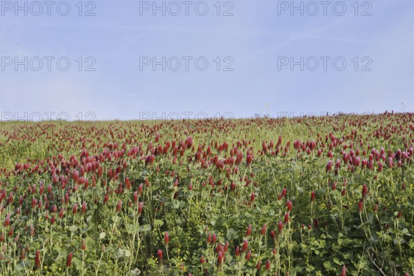 Purple clover or foxtail clover (Trifolium rubens) flowering, North Rhine-Westphalia, Germany