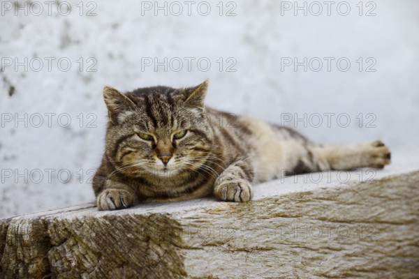 Domestic cat (Felis catus) lying on a wooden bench, Brittany, France